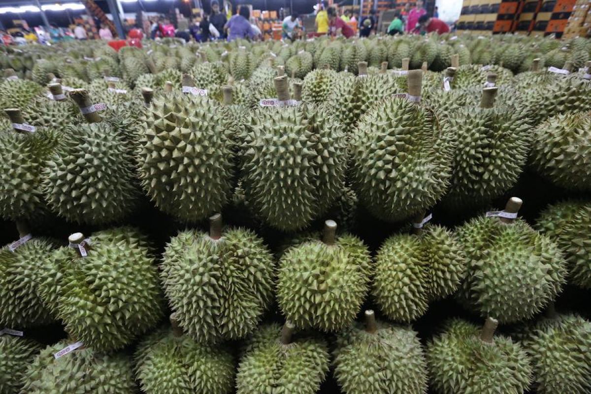 Jalur kereta China-Laos sediakan pengiriman ekspres buah tropis ASEAN