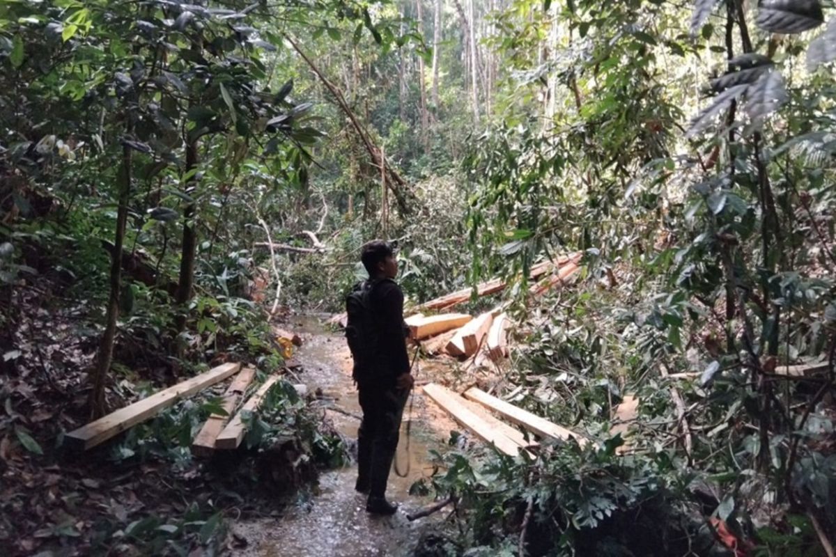 Historic Moment: Kemenhut lanjutkan proses hukum tersangka pembalakan di kawasan TNBT