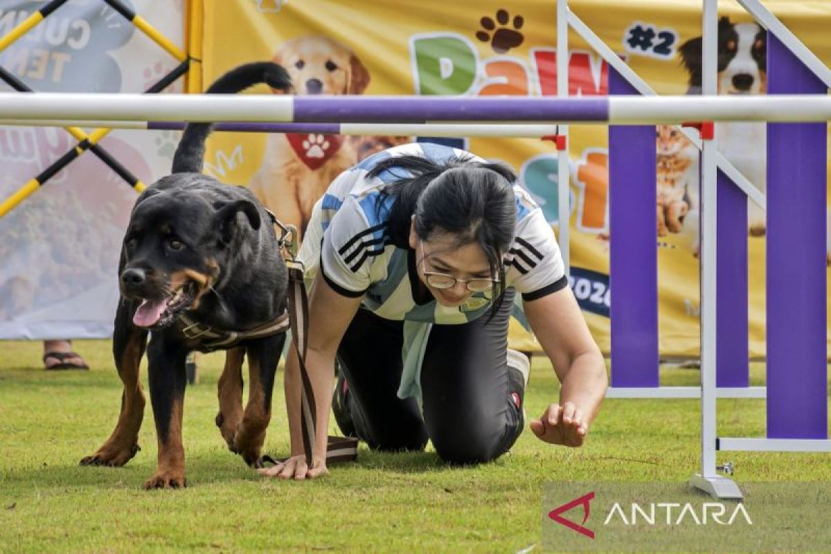Main Agenda: PawFest satukan pecinta hewan lewat edukasi, adopsi, dan kompetisi