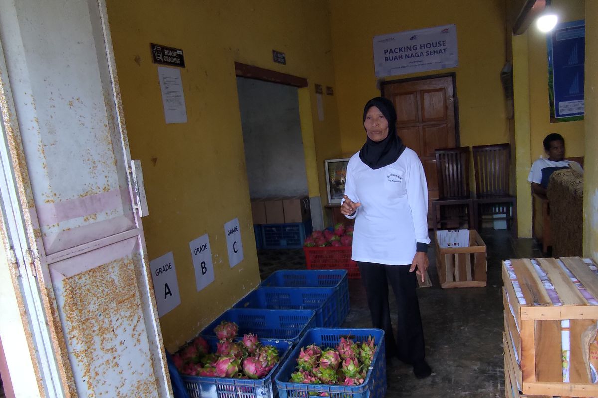 Key Strategy: Petani Banyuwangi olah buah naga afkir jadi produk bernilai tambah