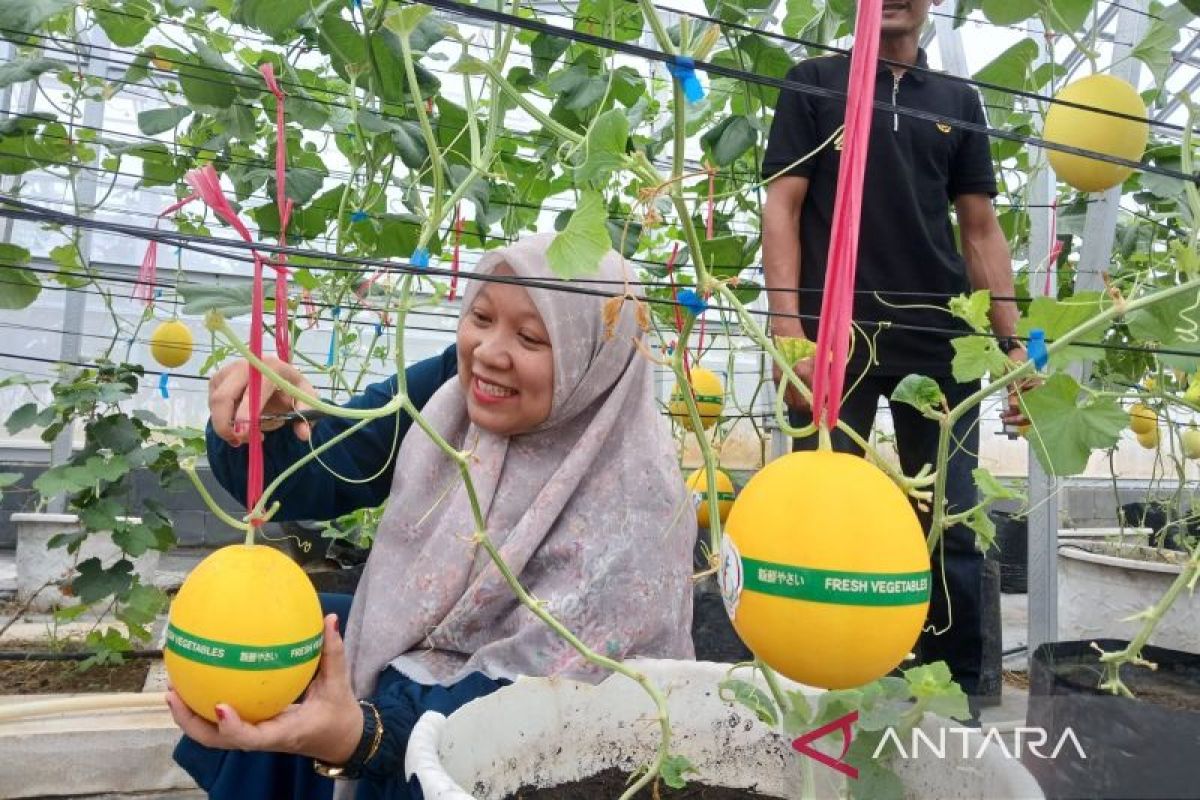 New Policy: Amanah Aceh libatkan warga untuk pengembangan melon golden alisha