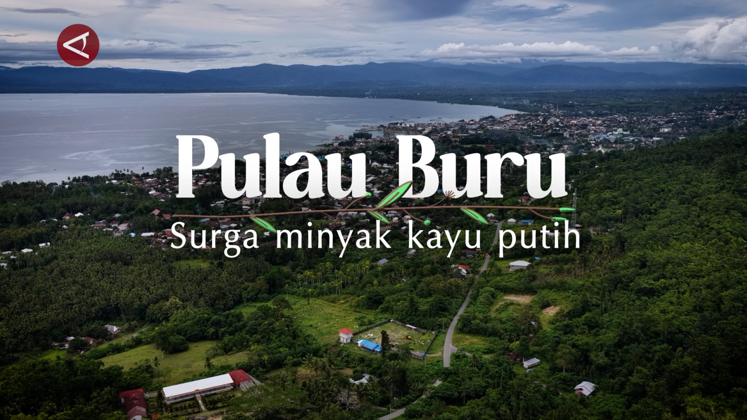 Special Plan: Pulau Buru, surga minyak kayu putih (bagian 1)
