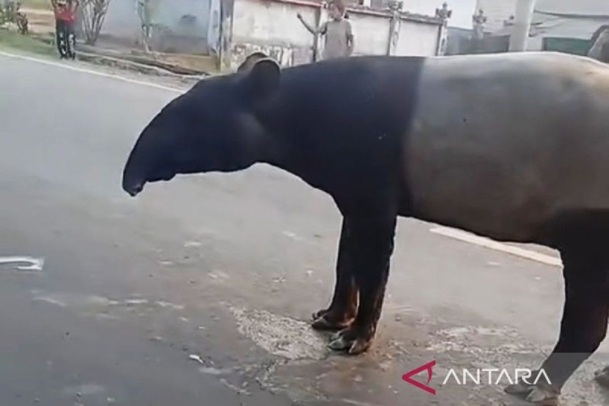 Menggugah kesadaran konservasi di balik tragedi tapir di Mesuji