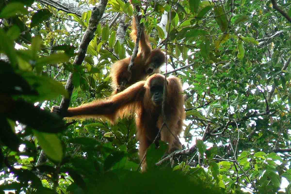 BKSDA Aceh evakuasi orang utan terisolasi di kebun sawit